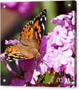 Butterfly On Pink Phlox #1 Acrylic Print