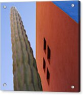 Cactus Against Colorful Walls #1 Acrylic Print