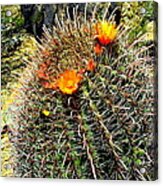 Cactus Bloom #1 Acrylic Print