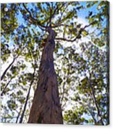 Canopy #1 Acrylic Print