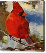 Cardinal #1 Acrylic Print