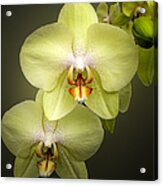 Cascade Of Yellow Orchids Acrylic Print