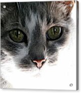 Gray Cat With Green Eyes Acrylic Print