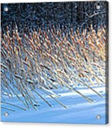 Cat Tails In Winter #1 Acrylic Print
