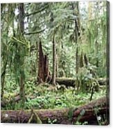 Cathedral Grove Acrylic Print