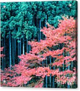 Cedar Forest Japan #1 Acrylic Print