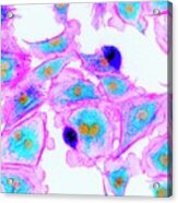 Cells Stained For Proteins #1 Acrylic Print