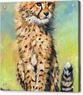 Cheetah Cub #2 Acrylic Print