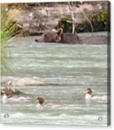 Chilcoot River #1 Acrylic Print