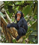 Chimpanzee Baby On Liana Gombe Stream Acrylic Print