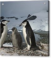 Chinstrap Penguins With Chick Paradise #1 Acrylic Print