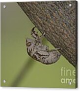 Cicada #2 Acrylic Print