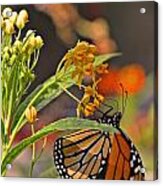 Clinging Butterfly #1 Acrylic Print