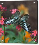 Clipper Butterfly 6150-052513-1cr Acrylic Print
