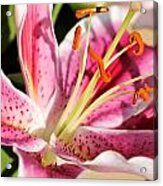 Closeup Stargazer Lily #1 Acrylic Print