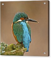Common Kingfisher #1 Acrylic Print