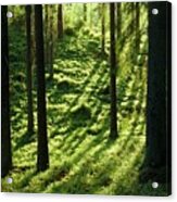 Coniferous Forest #1 Acrylic Print