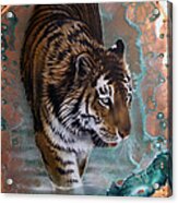 Copper Tiger I  #1 Acrylic Print