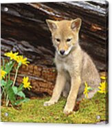 Coyote Pup Montana #1 Acrylic Print