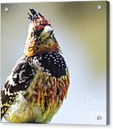 Crested Barbet #1 Acrylic Print