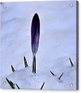 Crocus In Snow Acrylic Print