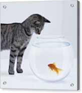 Curious Cat Watching Goldfish In Fishbowl #1 Acrylic Print