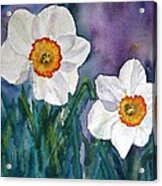Daffodil Dream #1 Acrylic Print