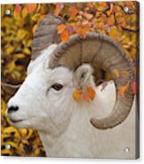 Dalls Sheep Ram In Denali Acrylic Print