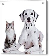 Dalmatian Dog And Norwegian Forest Cat #1 Acrylic Print