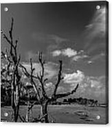 Dead Trees On The Beach #1 Acrylic Print