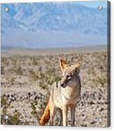 Desert Coyote  #1 Acrylic Print