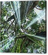 Divinity In Nature Acrylic Print