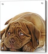 Dogue De Bordeaux Puppy #1 Acrylic Print