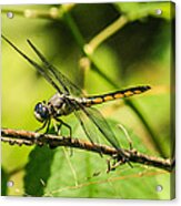 Dragonfly #1 Acrylic Print