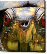 Eastern Box Turtle 2 Acrylic Print