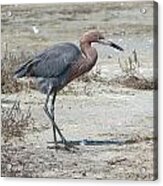 Egret #2 Acrylic Print