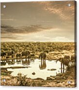 Elephants Drinking At A Pond #1 Acrylic Print