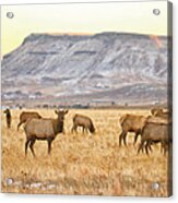 Elk Herd Grazing Rocky Mountain Foothills Acrylic Print