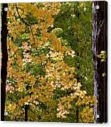 Fall Maples Acrylic Print