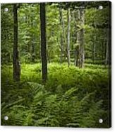 Ferns In A Vermont Woodland Forest #1 Acrylic Print