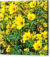 Field Of Flowers #1 Acrylic Print