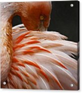 Flamingo #2 Acrylic Print