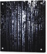 Forest #1 Acrylic Print