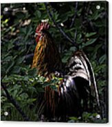 Free Range Rooster At Sunrise Acrylic Print