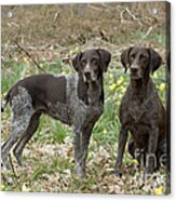 German Short-haired Pointers Acrylic Print