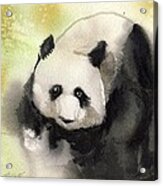 Giant Panda #1 Acrylic Print