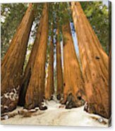 Giant Sequoias After First Snow Acrylic Print