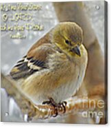 1 Gold Finch -icy Perch With Verse Acrylic Print