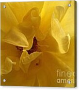 Gracefully Yellow #1 Acrylic Print