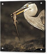 Great Blue Heron Eating Marine Iguana #1 Acrylic Print